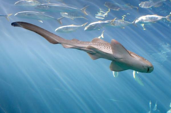 濒临灭绝的鲨鱼奇迹般地“处女生育”，不需要雄性